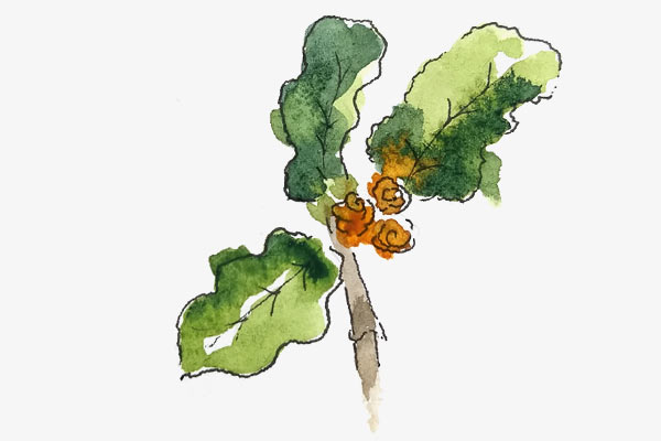 Antarctic beech leaf