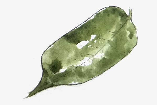 Bay Willow