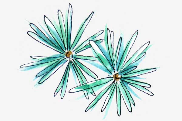 Blue Atlas Cedar leaf
