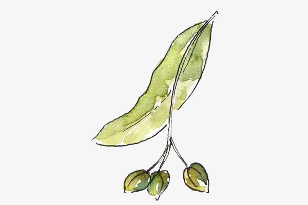 Common Lime