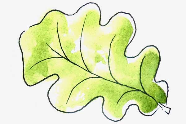 Common Oak leaf