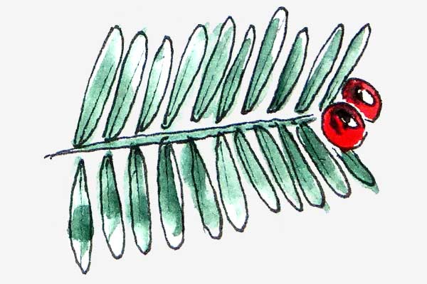 Common Yew leaf