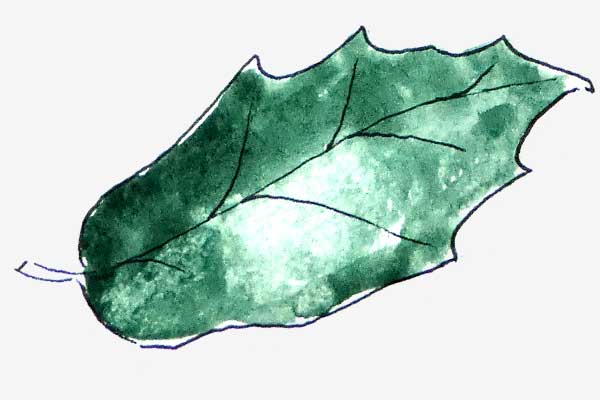 Holm Oak leaf