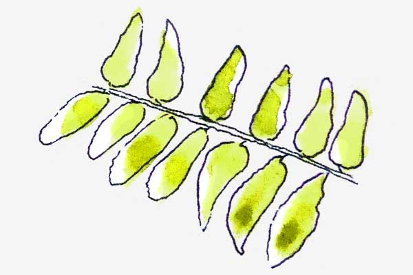 Honey Locust leaf