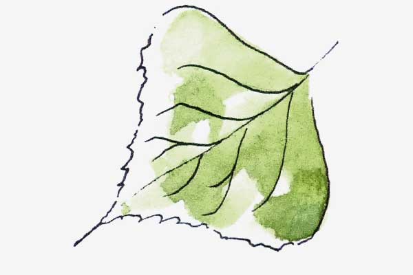 Lombardy Poplar leaf