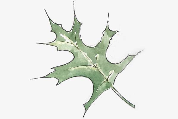 Pin Oak