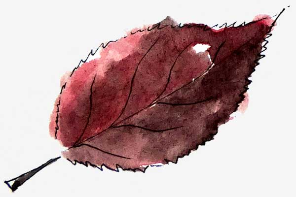 Cherry Plum leaf