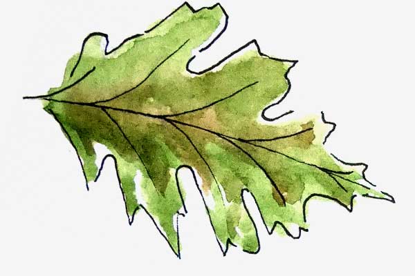 Red Oak leaf