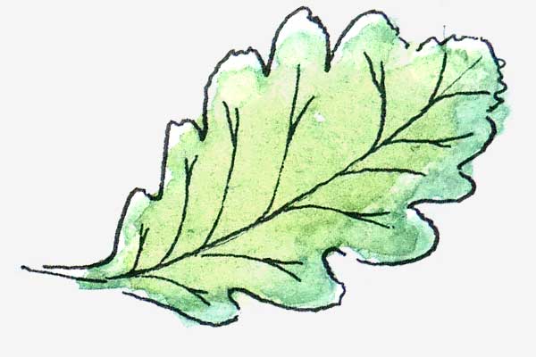 Swedish Whitebeam leaf