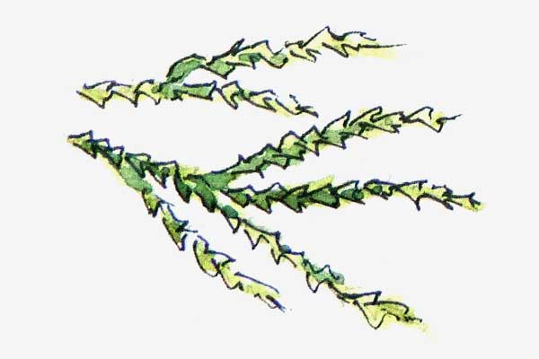 Wellingtonia leaf